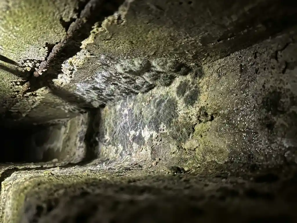Schimmelgroei op het betonnen ondervlak van een kruipruimte, met vochtige groengrijze schimmelplekken en verweerde betonstructuur.